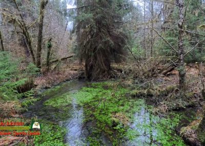 HOH Rain Forest Hall of Mosses Trail Forks WA Insta360 Ace Pro 0-22-2024