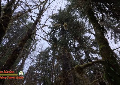 HOH Rain Forest Hall of Mosses Trail Forks WA Insta360 Ace Pro 0-22-2024