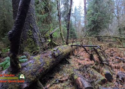 HOH Rain Forest Hall of Mosses Trail Forks WA Insta360 Ace Pro 0-22-2024