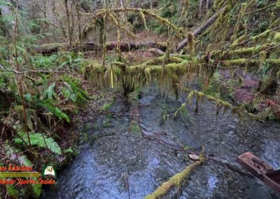 HOH Rain Forest Hall of Mosses Trail Forks WA Insta360 Ace Pro 0-22-2024