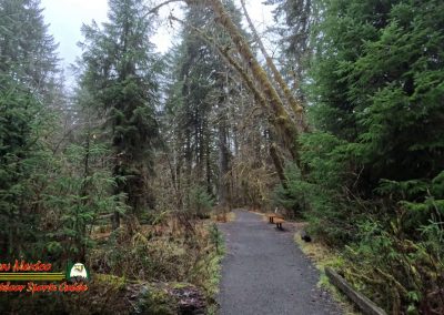 HOH Rain Forest Hall of Mosses Trail Forks WA Insta360 Ace Pro 0-22-2024
