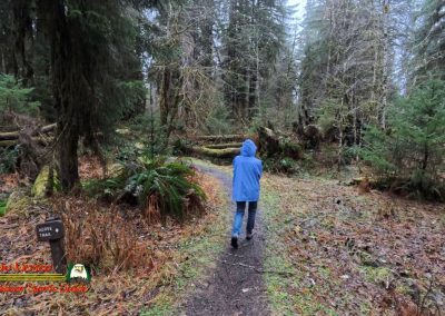 Paulette HOH Rain Forest Hall of Mosses Trail Forks WA Insta360 Ace Pro 0-22-2024