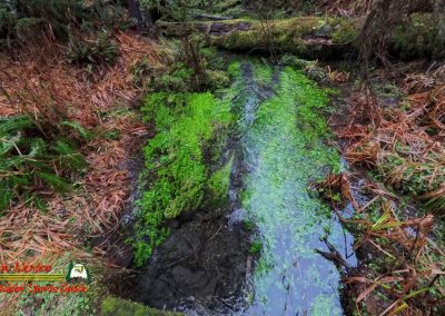 HOH Rain Forest Hall of Mosses Trail Forks WA Insta360 Ace Pro 01 22 2024