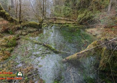 Hoh Rain Forest Spruce Nature Trail Insta360 Ace Pro 01-23-2024