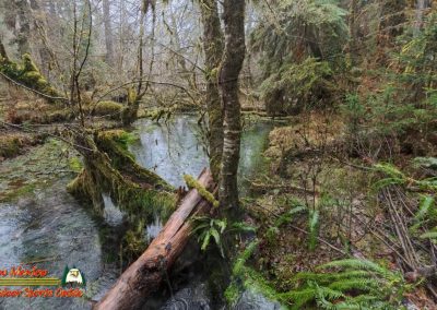 Hoh Rain Forest Spruce Nature Trail Insta360 Ace Pro 01-23-2024