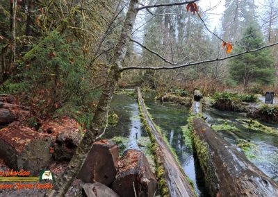 Hoh Rain Forest Spruce Nature Trail Insta360 Ace Pro 01-23-2024