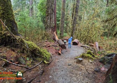 Hoh Rain Forest Spruce Nature Trail Insta360 Ace Pro 01-23-2024