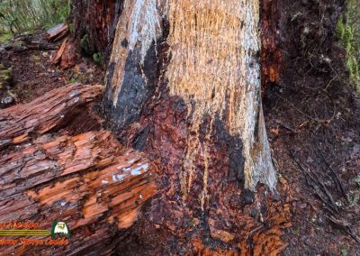 Hoh Rain Forest Spruce Nature Trail Insta360 Ace Pro 01-23-2024