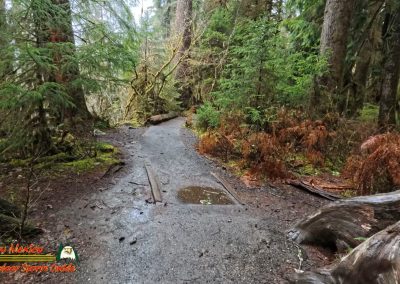Hoh Rain Forest Spruce Nature Trail Insta360 Ace Pro 01-23-2024