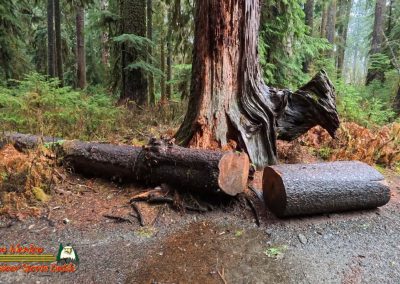 Hoh Rain Forest Spruce Nature Trail Insta360 Ace Pro 01-23-2024