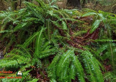 Hoh Rain Forest Spruce Nature Trail Insta360 Ace Pro 01-23-2024
