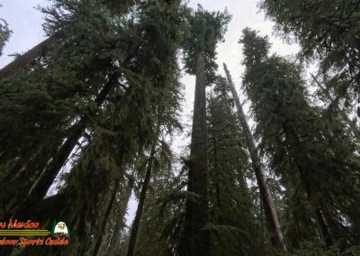 Hoh Rain Forest Spruce Nature Trail Insta360 Ace Pro 01-23-2024