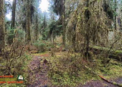 Hoh Rain Forest Spruce Nature Trail Insta360 Ace Pro 01-23-2024