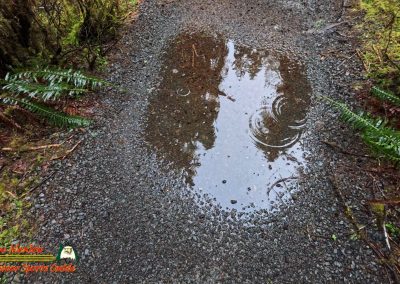 Hoh Rain Forest Spruce Nature Trail Insta360 Ace Pro 01-23-2024
