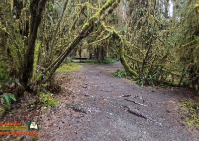 Hoh Rain Forest Spruce Nature Trail Insta360 Ace Pro 01-23-2024
