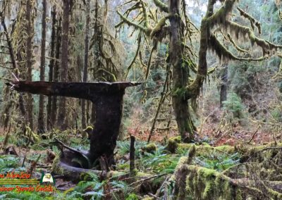 Hoh Rain Forest Spruce Nature Trail Insta360 Ace Pro 01-23-2024