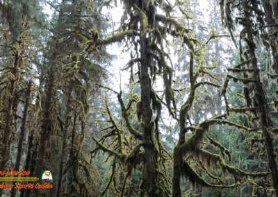Hoh Rain Forest Spruce Nature Trail Insta360 Ace Pro 01-23-2024
