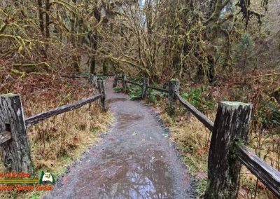Hoh Rain Forest Spruce Nature Trail Insta360 Ace Pro 01-23-2024