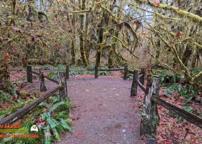 Hoh Rain Forest Spruce Nature Trail Insta360 Ace Pro 01-23-2024