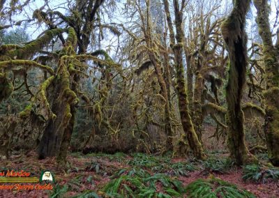 Hoh Rain Forest Spruce Nature Trail Insta360 Ace Pro 01-23-2024