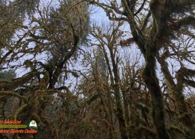 Hoh Rain Forest Spruce Nature Trail Insta360 Ace Pro 01-23-2024
