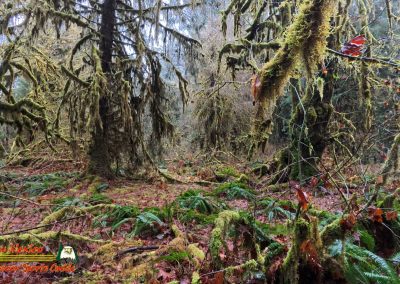 Hoh Rain Forest Spruce Nature Trail Insta360 Ace Pro 01-23-2024