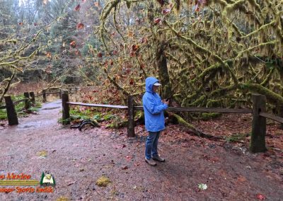 Hoh Rain Forest Spruce Nature Trail Insta360 Ace Pro 01-23-2024