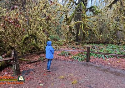 Hoh Rain Forest Spruce Nature Trail Insta360 Ace Pro 01-23-2024