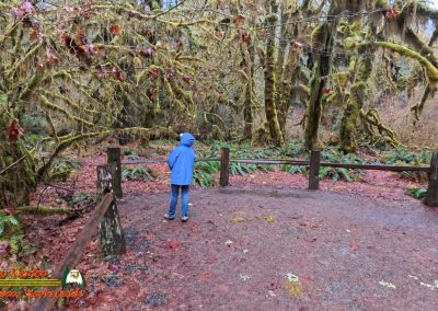 Hoh Rain Forest Spruce Nature Trail Insta360 Ace Pro 01-23-2024
