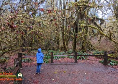 Hoh Rain Forest Spruce Nature Trail Insta360 Ace Pro 01-23-2024