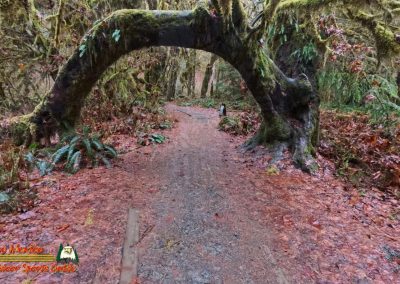 Hoh Rain Forest Spruce Nature Trail Insta360 Ace Pro 01-23-2024