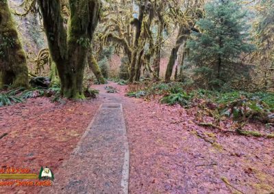 Hoh Rain Forest Spruce Nature Trail Insta360 Ace Pro 01-23-2024