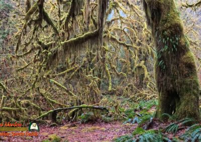 Hoh Rain Forest Spruce Nature Trail Insta360 Ace Pro 01-23-2024
