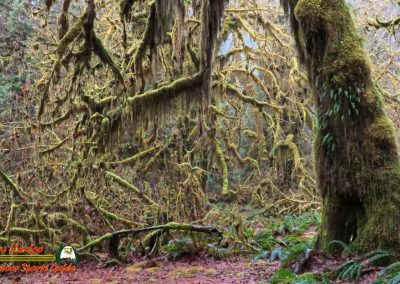 Hoh Rain Forest Spruce Nature Trail Insta360 Ace Pro 01-23-2024