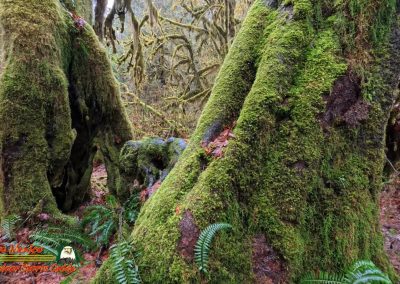Hoh Rain Forest Spruce Nature Trail Insta360 Ace Pro 01-23-2024