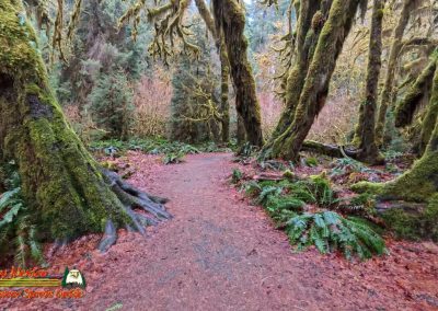 Hoh Rain Forest Spruce Nature Trail Insta360 Ace Pro 01-23-2024