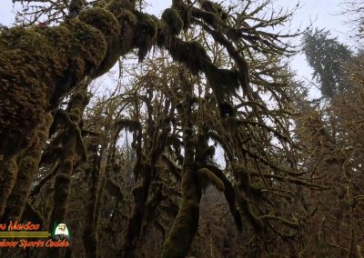 Hoh Rain Forest Spruce Nature Trail Insta360 Ace Pro 01-23-2024