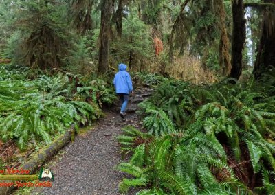 Hoh Rain Forest Spruce Nature Trail Insta360 Ace Pro 01-23-2024
