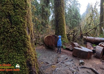 Hoh Rain Forest Spruce Nature Trail Insta360 Ace Pro 01-23-2024