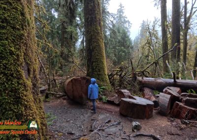 Hoh Rain Forest Spruce Nature Trail Insta360 Ace Pro 01-23-2024