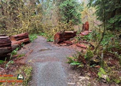 Hoh Rain Forest Spruce Nature Trail Insta360 Ace Pro 01-23-2024