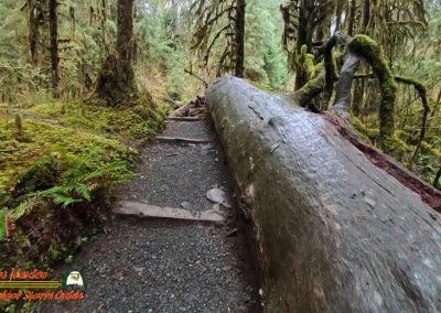 Hoh Rain Forest Spruce Nature Trail Insta360 Ace Pro 01-23-2024