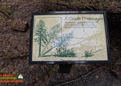 Hoh Rain Forest Spruce Nature Trail Insta360 Ace Pro 01-23-2024