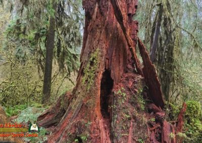 Hoh Rain Forest Spruce Nature Trail Insta360 Ace Pro 01-23-2024
