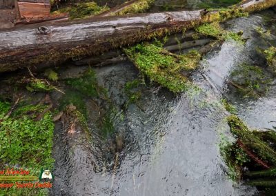 Hoh Rain Forest Spruce Nature Trail Insta360 Ace Pro 01-23-2024