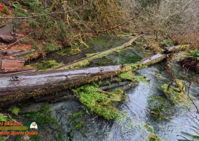 Hoh Rain Forest Spruce Nature Trail Insta360 Ace Pro 01-23-2024