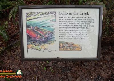 Hoh Rain Forest Spruce Nature Trail Insta360 Ace Pro 01-23-2024