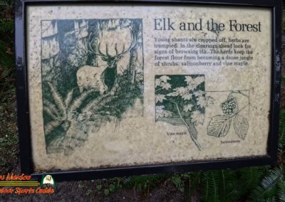 Hoh Rain Forest Spruce Nature Trail Insta360 Ace Pro 01-23-2024