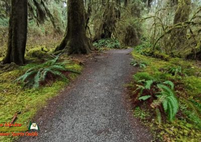 Hoh Rain Forest Spruce Nature Trail Insta360 Ace Pro 01-23-2024