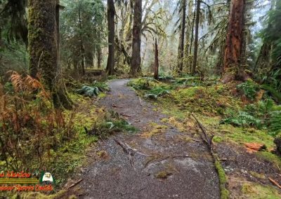 Hoh Rain Forest Spruce Nature Trail Insta360 Ace Pro 01-23-2024